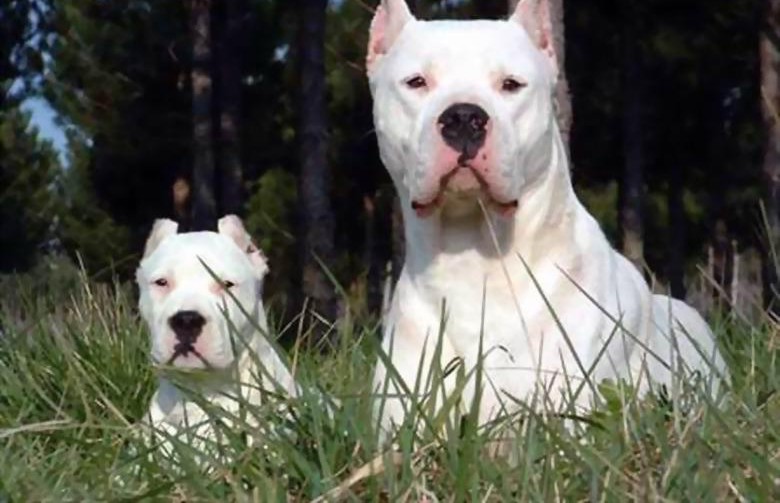 最新健康萌宠益阳市售阿根廷杜高犬幼犬 强壮杜高犬 阿根廷獒犬